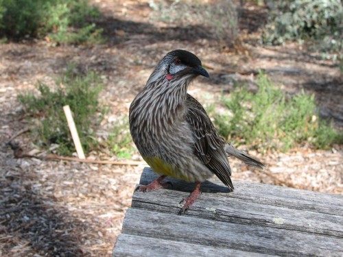 Red Wattlebird Red Wattlebird