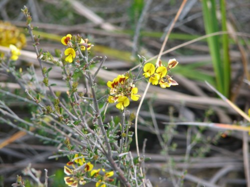Wildflowers in Cranbourne Botanic Gardens