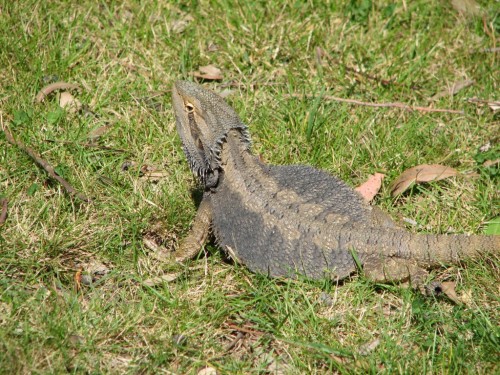 Eastern Bearded Dragon