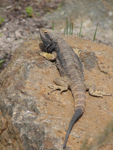 Eastern Bearded Dragon