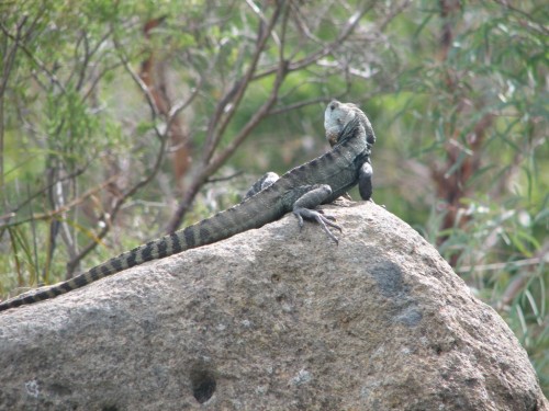 Gippsland Water Dragon