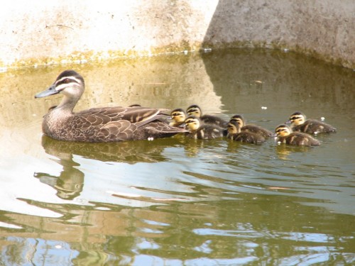 Pacific Black Duck with ten ducklings Pacific Black Duck with ten ducklings