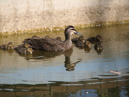 Pacific Black Duck with ten ducklings Pacific Black Duck with ten ducklings