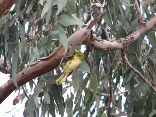 Bell Miner, Cranbourne Botanic Gardens