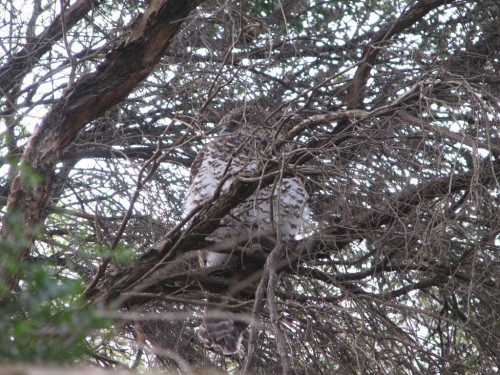Powerful Owl