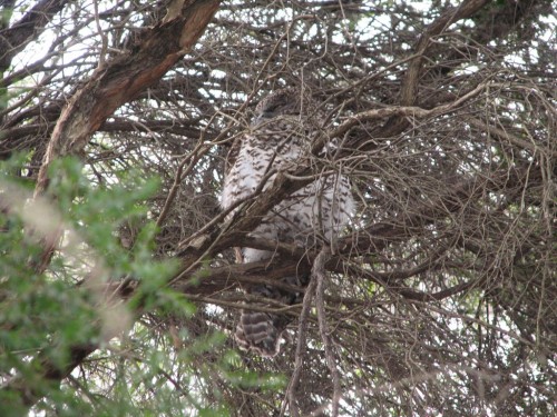 Powerful Owl