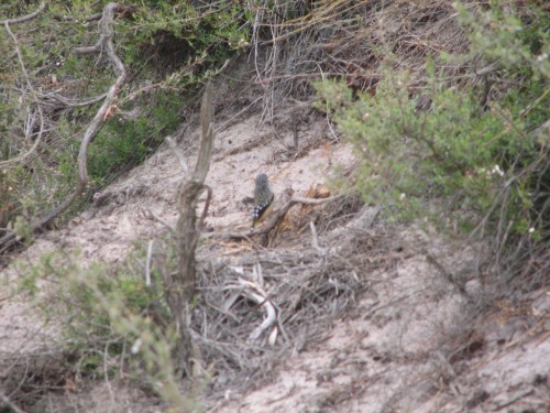 Spotted Pardalote