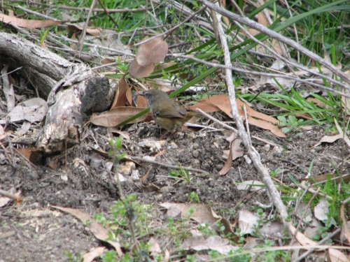 White-browed Scrubwren