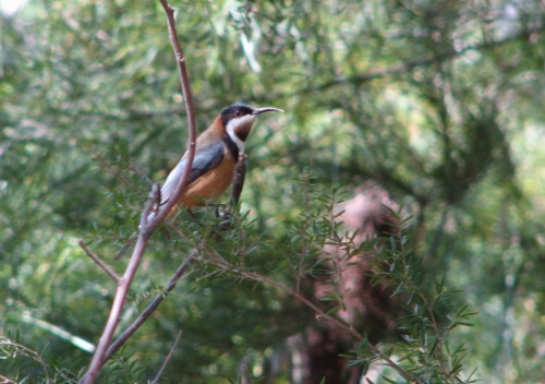 Eastern Spinebill Eastern Spinebill