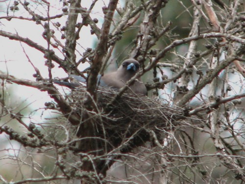 Dusky Woodswallow at nest Dusky Woodswallow at nest