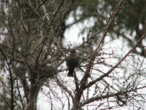 Dusky Woodswallow at nest Dusky Woodswallow at nest