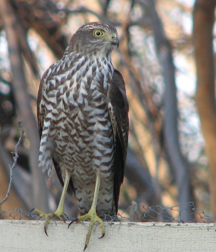 Collared Sparrowhawk Collared Sparrowhawk
