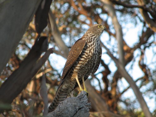 Collared Sparrowhawk Collared Sparrowhawk