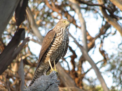 Collared Sparrowhawk Collared Sparrowhawk