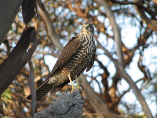 Collared Sparrowhawk Collared Sparrowhawk