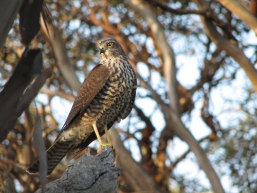 Collared Sparrowhawk Collared Sparrowhawk