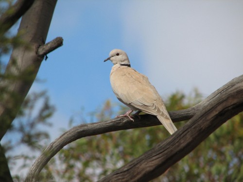 Collared Turtle-dove Collared Turtle-dove