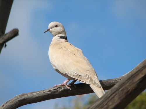 Collared Turtle-dove Collared Turtle-dove