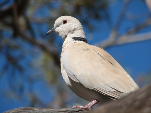 Collared Turtle-dove Collared Turtle-dove
