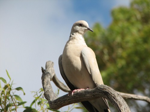 Collared Turtle-dove Collared Turtle-dove