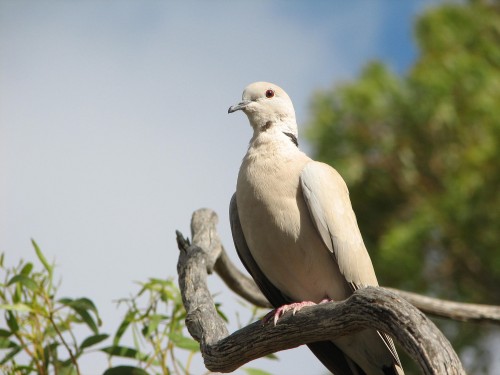 Collared Turtle-dove Collared Turtle-dove