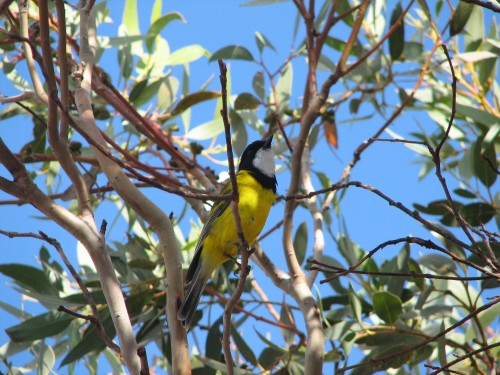 Golden Whistler (male) Golden Whistler (male)