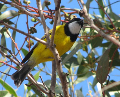 Golden Whistler (male) Golden Whistler (male)