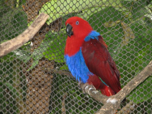 Eclectus Parrot (female) Adelaide Zoo