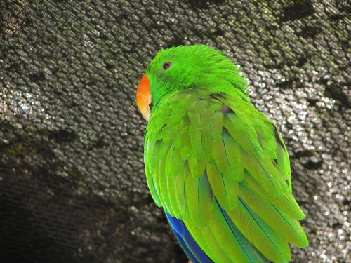 Eclectus Parrot (male) Adelaide Zoo