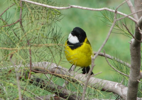 Golden Whistler (male) Golden Whistler (male)