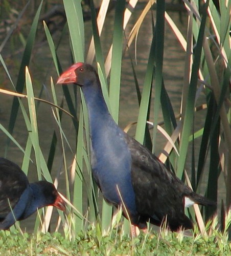 Purple Swamphens, Kerang, Victoria Purple Swamphens, Kerang, Victoria