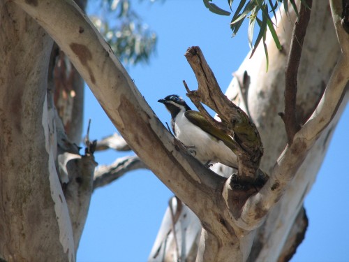 Blue-faced Honeyeater Blue-faced Honeyeater