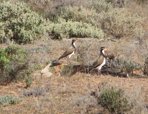 Banded Lapwings in Murray-Sunset National Park, NW Victoria