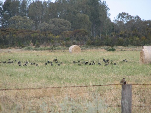 Straw-necked Ibis Straw-necked Ibis