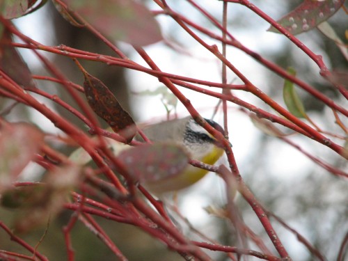 Spotted Pardalote Spotted Pardalote