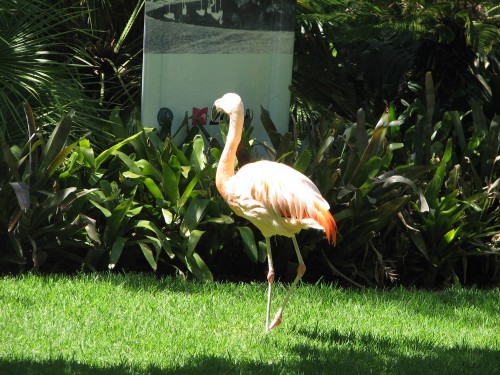 Flamingo at Adelaide Zoo Flamingo at Adelaide Zoo