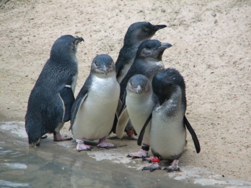 Little Penguins, Adelaide Zoo Little Penguins, Adelaide Zoo