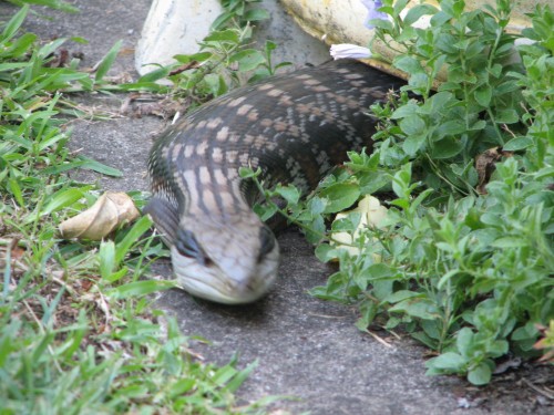 Blue tongue lizard Blue tongue lizard