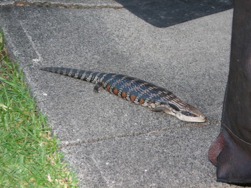 Blue Tongue Lizard Blue Tongue Lizard