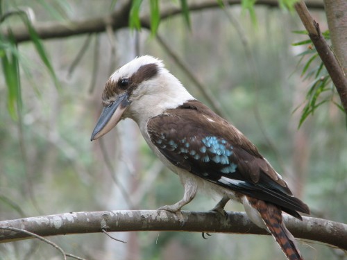 Laughing Kookaburra, Lane Cove National Park, Sydney