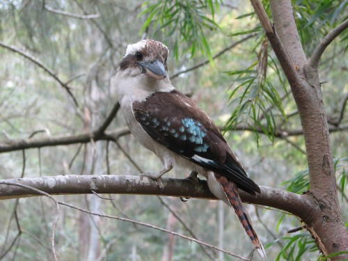 Laughing Kookaburra, Lane Cove National Park, Sydney