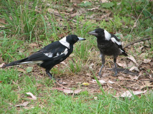 Australian Magpies (Black-backed) Australian Magpies (Black-backed)