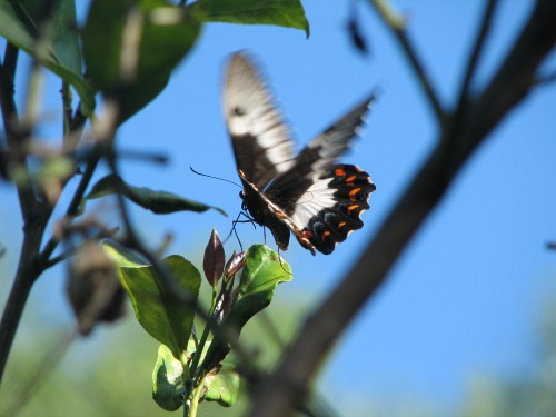 Dainty Swallowtail Papilio anactus