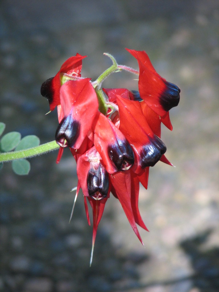 Australian Flowers Native