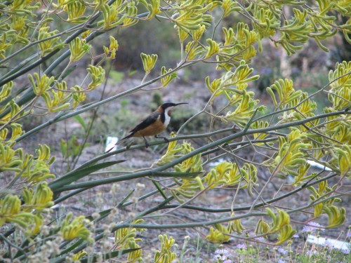 australian-national-botanic-gardens_20090103_019 Eastern Spinebill on Kangaroo Paw, Australian National Botanic Gardens, Canberra
