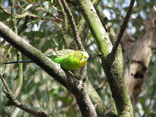 Budgerigar Budgerigar