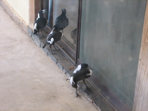 magpie-australian-on-a-hot-day_20090113_001 Australian Magpies on a hot day
