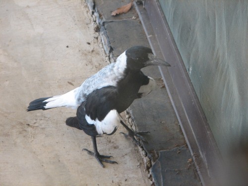 magpie-australian-on-a-hot-day_20090113_002 Australian Magpie on a hot day