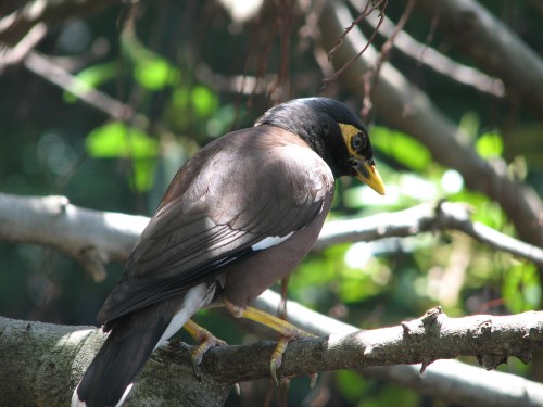Common Myna Common Myna