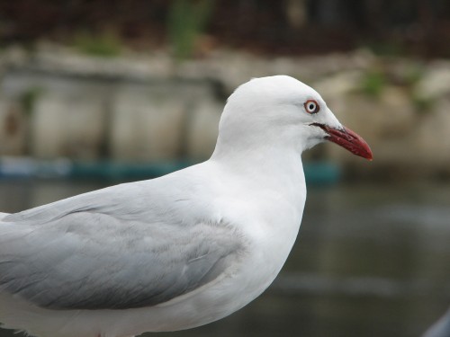 Silver Gull A Silver Gull eyeing off our lunch